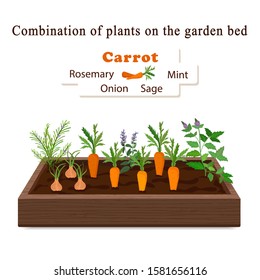Growing vegetables and plants on one bed. Carrots, Rosemary, Sage, Mint, Onion
