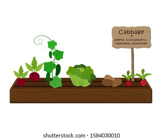 Growing vegetables and plants on one bed in the garden. Cabbage, radish, cucumber, potato