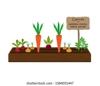 Growing vegetables and plants on one bed in the garden. Carrots, parsley, radishes, beets, onions