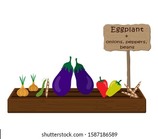 Growing vegetables and plants on one bed in the garden. Eggplant, onion, pepper, beans
