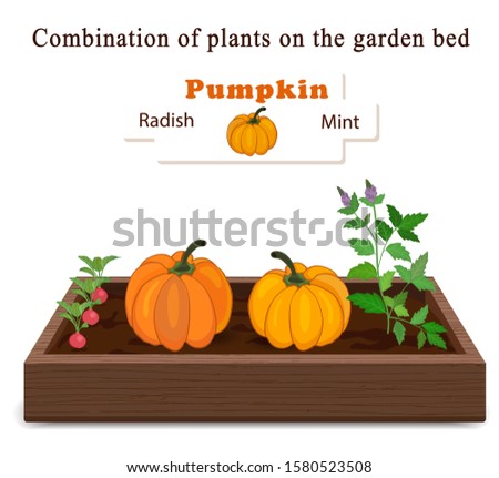 Growing vegetables and plants on one bed. Pumpkin, Mint, Radish. 