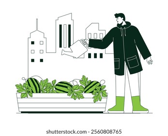 The growing watermelons are watered every day by the young farmer who owns the garden, urban farming vector illustration.