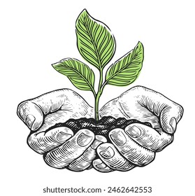 Cultivo de planta joven verde con hojas con tierra en las manos. Palmas humanas sosteniendo el retoño. dibujo de boceto de Clipart