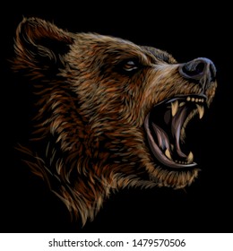 Growling Bear.  Color Portrait Of A Angry Bear A Black Background.	

