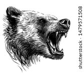 Growling Bear.  Sketchy portrait of a angry bear a white background.	
