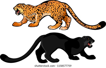Growling and roaring panther and leopard isolated vector illustration