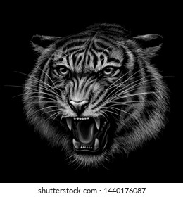 Growling Tiger. Black and white  hand-drawn portrait of a growling tiger on a black background.