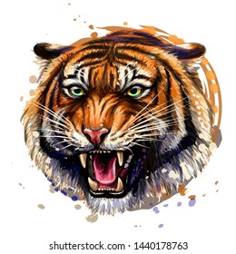 Growling Tiger. Color, hand-drawn portrait of a growling tiger on a white background. Watercolor splashes.