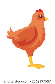 Grown chicken domestic farm bird