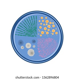 Growth of bacteria colonies in Petri dish, vector flat design, blue color