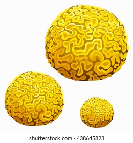 The growth of Brain Coral (Platygyra daedalea). The colonial yellow polyp coral isolated on white background. Vector illustration.