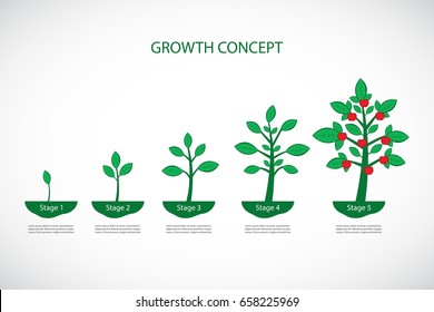 Growth Concept. Plant Growth Process. 5 Stages Of Life Cycle. Vector Infographic Illustration.