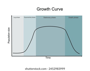 La curva de crecimiento: una fase de rezago, exponencial o logarítmica, estacionaria y de muerte o declive que muestra una relación entre el tamaño de la población y el período de crecimiento. 