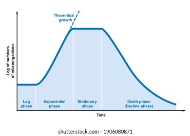 Wachstumskurve von Mikroorganismen. Ideale kinetische Kurve einer statischen Kultur von Mikroorganismen wie Bakterien, Pilzen, Algen oder Protozoen, unterteilt in vier Phasen. Illustration auf weißem Hintergrund. Vektorgrafik