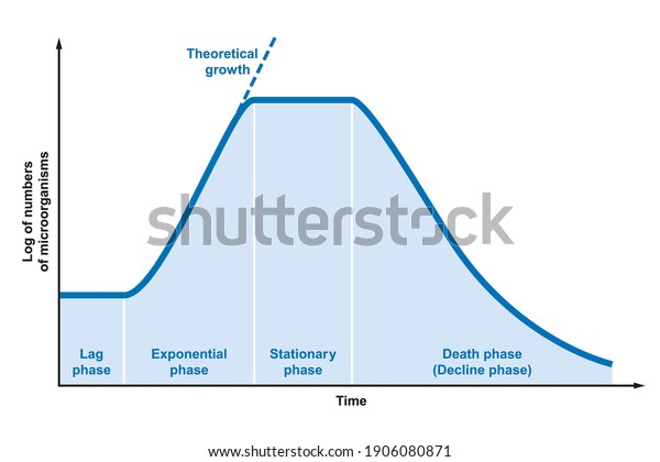 Growth curve of Microorganisms. Ideal kinetic\
curve of a static culture of microorganisms such as bacteria,\
fungi, algae or protozoa, divided into four phases. Illustration on\
white background.\
Vector