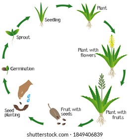 Growth Cycle Aloe Vera Plant On Stock Vector (Royalty Free) 1849406839 ...