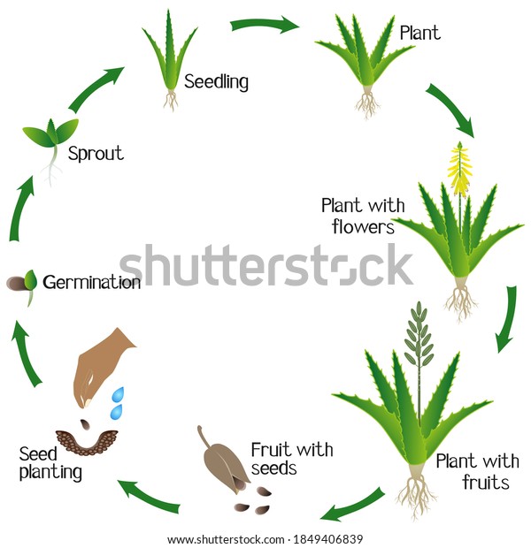 Growth Cycle Aloe Vera Plant On Stock Vector (royalty Free) 1849406839 