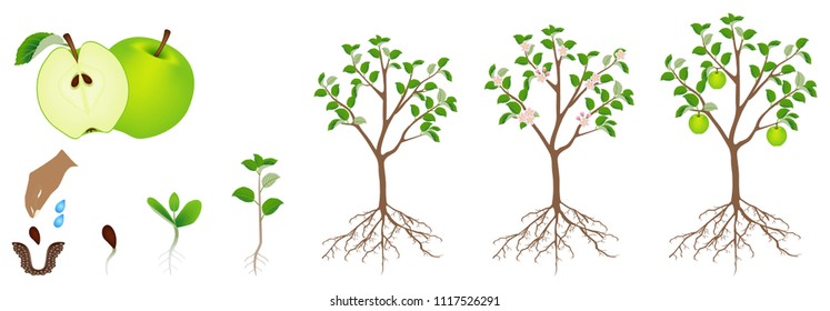 A growth cycle of an apple plant is isolated on a white background.