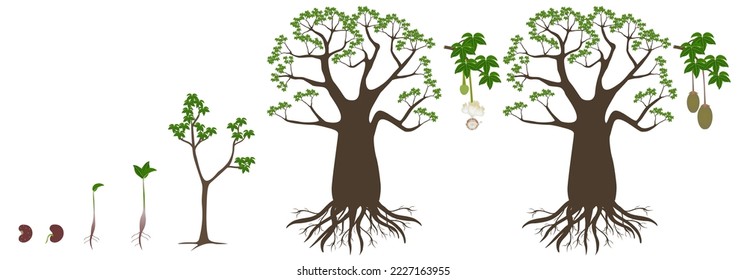 Growth cycle of a baobab tree on a white background.