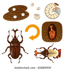 Growth cycle of the beetle