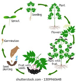 Growth Cycle Black Elderberry Plant On Stock Vector (Royalty Free ...