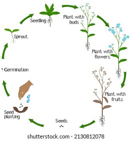 A growth cycle of a blue forget me nots flowers on a white background.
