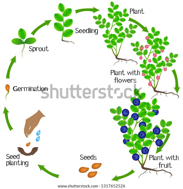 Growth Cycle Blueberry Plant On White Stock Vector (Royalty Free ...