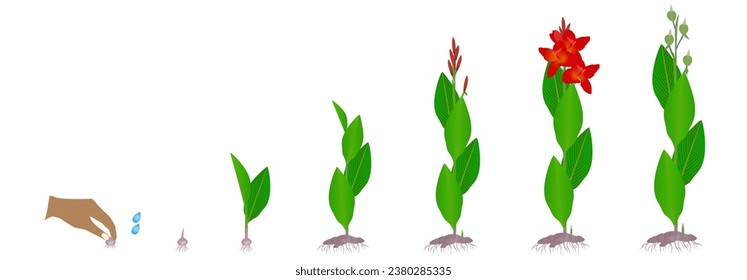 Growth cycle of a canna plant from rhizomes on a white background.