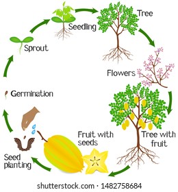 Growth Cycle Carambola Plant On White Stock Vector (Royalty Free ...