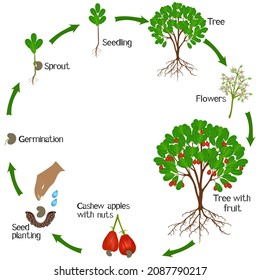 Growth Cycle Cashew Plant On White Stock Vector (Royalty Free ...