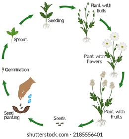 A growth cycle of a chamomile chrysanthemums flowers on a white background.