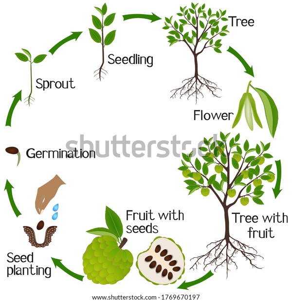 Growth Cycle Cherimoya Annona Cherimola Plant Stock Vector (Royalty ...