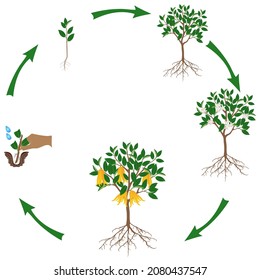 A growth cycle of citrus plant on a white background.