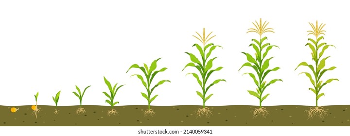 Growth cycle of corn in the soil. Seed germination, root formation, shoots with leaves and the harvesting stage.