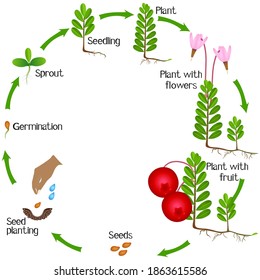 A growth cycle of cranberry plant on a white background.