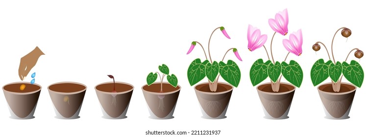 Growth cycle of cyclamen in a pot on a white background.