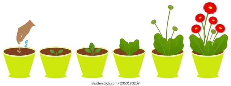 Growth cycle of daisy plant in a pot on a white background.