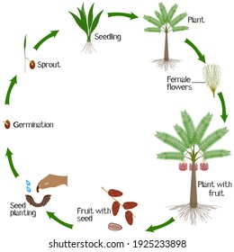 A growth cycle of date palm on a white background.