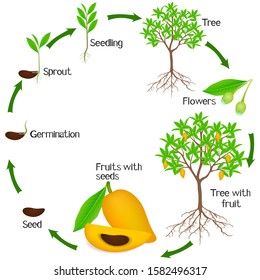 Structure Flower Vector Diagram Teaching Pupils Stock Vector (Royalty ...