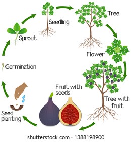 A growth cycle of a fig tree on a white background.