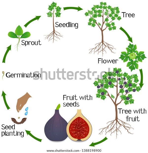 Growth Cycle Fig Tree On White Stock Vector (royalty Free) 1388198900 