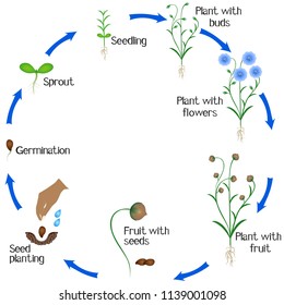 A growth cycle of flax plant on a white background.