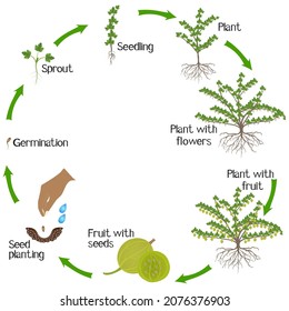 A growth cycle of a gooseberry plant on a white background.