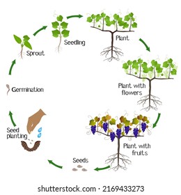 420 Grape growth stages Images, Stock Photos & Vectors | Shutterstock