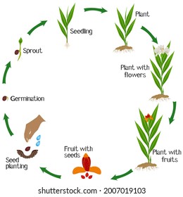 A growth cycle of hedychium coronarium ginger plant on a white background.