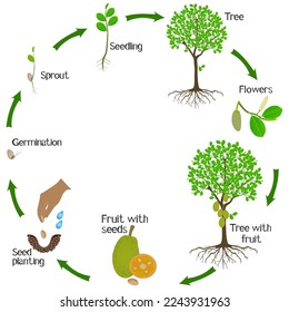 A growth cycle of jackfruit tree on a white background.