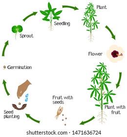 A growth cycle of kenaf plant on a white background.