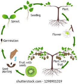 A growth cycle of a kiwi plant on a white background.