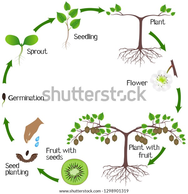 Growth Cycle Kiwi Plant On White Stock Vector (Royalty Free) 1298901319