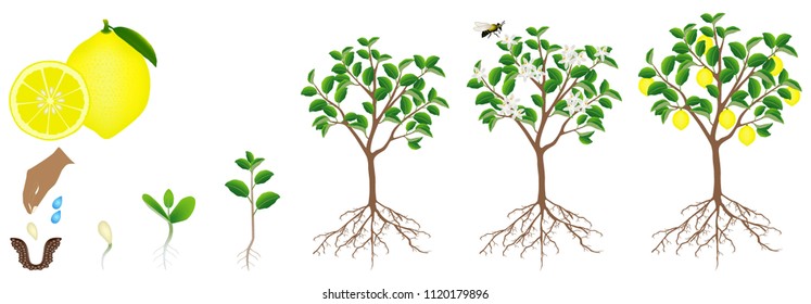 Life Cycle Lemon Tree Stages Growth: immagine vettoriale stock (royalty